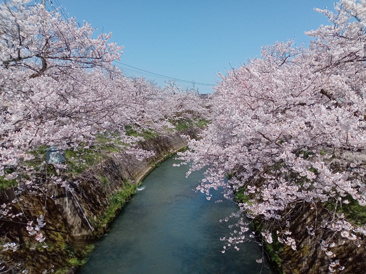 さくらその３.jpg
