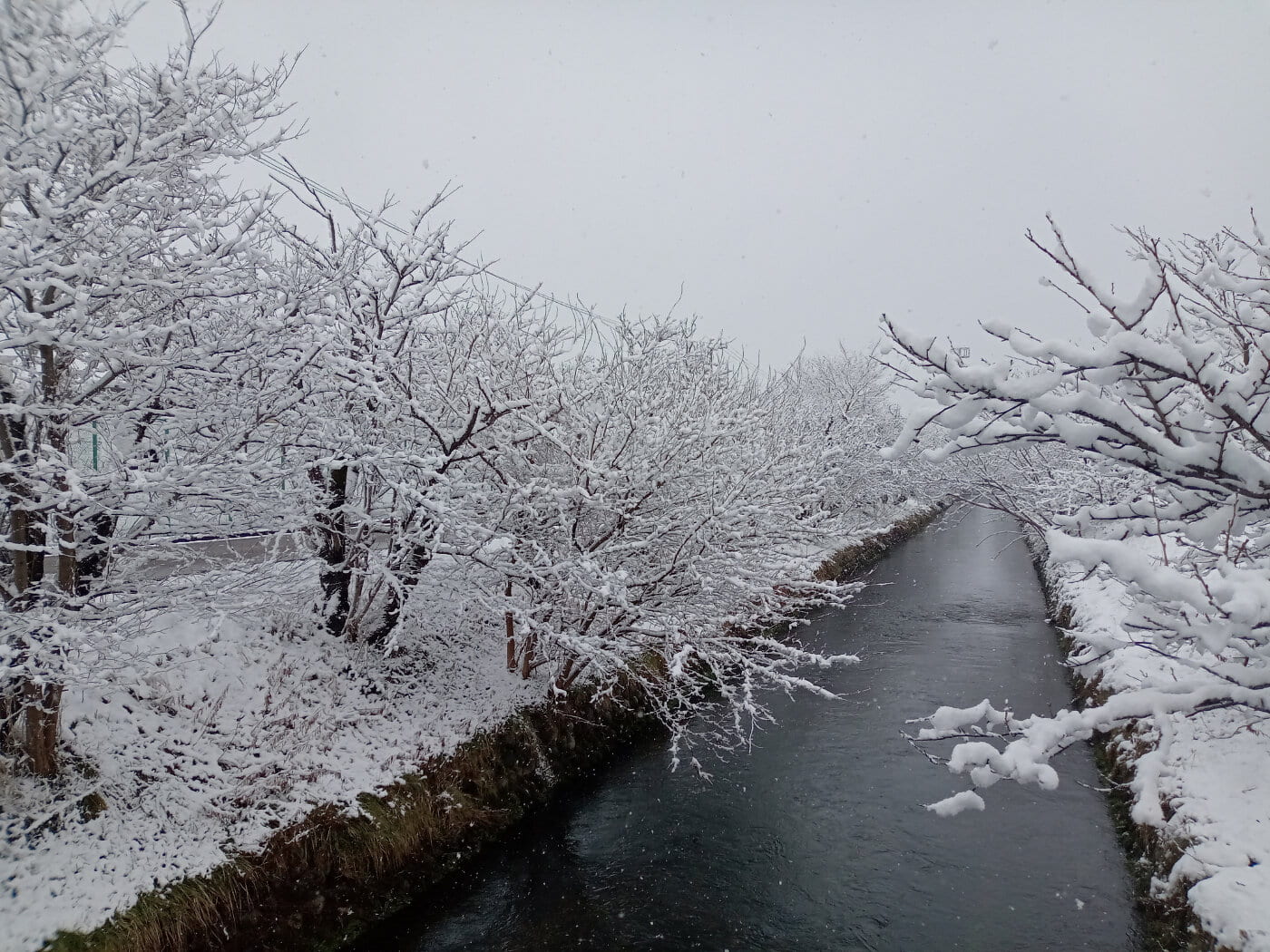 sakurayuki_20231129.jpg