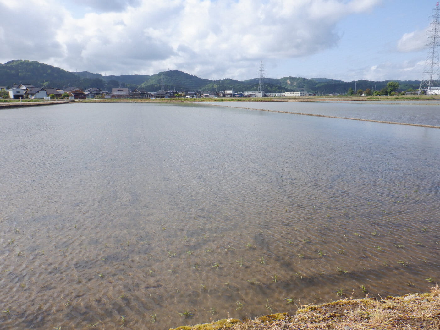 力強い苗と季節替わりの点検