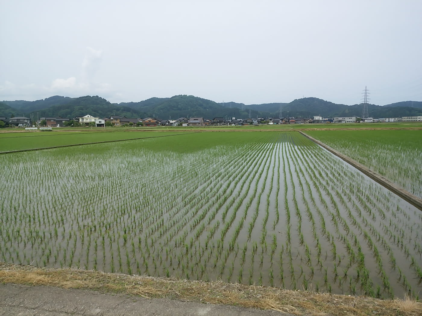 『優しい緑色』と日頃の備え